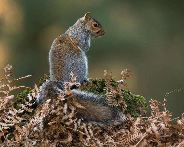 GREY SQUIRREL DECEMBER 2019