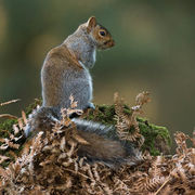 GREY SQUIRREL DECEMBER 2019
