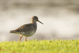 REDSHANK OCTOBER 2016