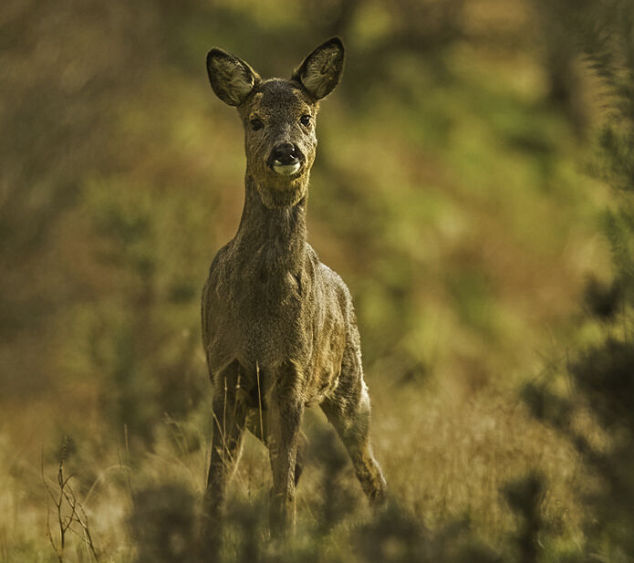 ROE DEER FEBRUARY 2021