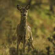 ROE DEER FEBRUARY 2021