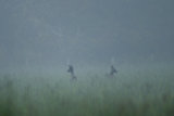 ROE DEER