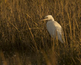 LITTLE EGRET OCTOBER 2016