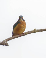 KINGFISHER