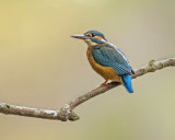 KINGFISHER