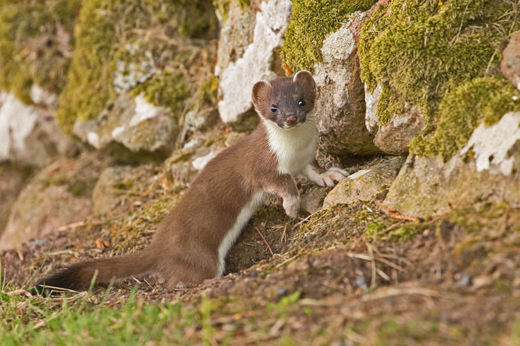 STOAT JULY 2018