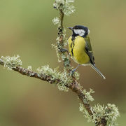 GREAT TIT JANUARY 2020