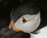 PUFFIN JUNE 2018