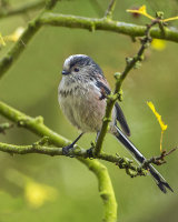 LONG TAILED TIT