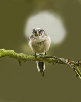 LONG TAILED TIT