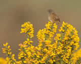 Hedge Sparrow