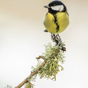 GREAT TIT JANUARY 2019