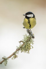 GREAT TIT JANUARY 2019