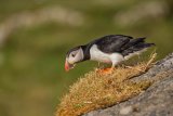 PUFFIN JUNE 2018