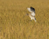 CURLEW NOVEMBER 2016