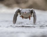 GOOSANDER APRIL 2016