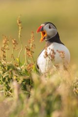 PUFFIN JUNE 2018