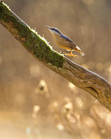 NUTHATCH