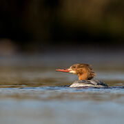 GOOSANDER MARCH 2021