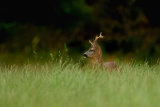 ROEBUCK JULY 2017