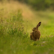 YOUNG BROWN HARE 2020