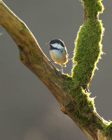 COAL TIT
