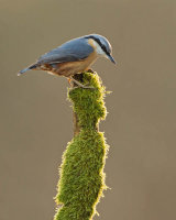 NUTHATCH