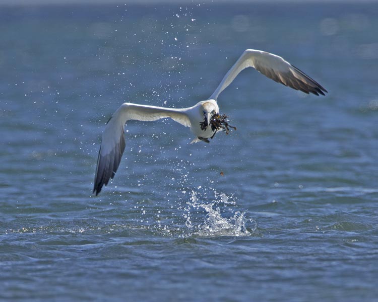 GANNET MAY 2016