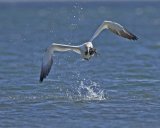 GANNET MAY 2016