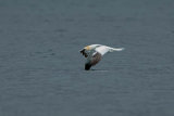 Gannet