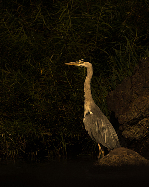 HERON AUGUST 2017