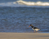 OYSTERCATCHER