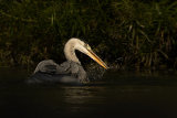 HERON AUGUST 2017