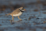 Ringed Plover