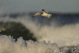 TURNSTONE