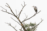 HERON SEPTEMBER 2017