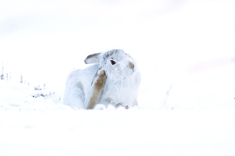 MOUNTAIN HARE FEBRUARY 2019