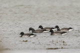 BRENT GEESE