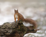 RED SQUIRREL FEBRUARY 2019