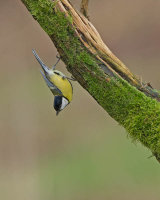 Great Tit