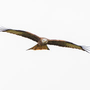 RED KITE FEBRUARY 2020
