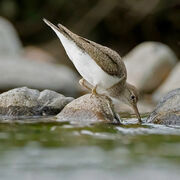 COMMON SANDPIPER JUNE 2021