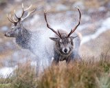 RED DEER STAG FEBRUARY 2019