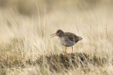 REDSHANK MAY 2016