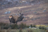 RED DEER STAG FEBRUARY 2019
