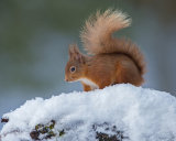 Red Squirrel