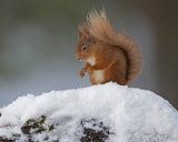 Red Squirrel