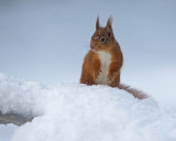 Red Squirrel