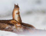 Red Squirrel