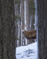 RED DEER STAG JANUARY 2017